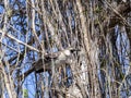 Galapagos Mockingbird, Nesomimus parvulus, looking for food in branches, Santa Cruz, Galapagos Islands, Ecuador