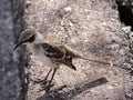 Galapagos Mockingbird, Nesomimus parvulus, looking for food in branches, Santa Cruz, Galapagos Islands, Ecuador
