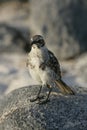 Galapagos Mockingbird on a rock on a beach