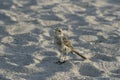 Galapagos Mockingbird on a sandy beach