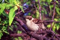 Galapagos Mockingbird Santiago Island