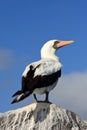 Galapagos Nazca Booby