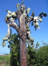 Galapagos: old giant cactus-tree (Opuntia echios var. gigantea)