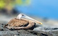 Galapagos Pelican Royalty Free Stock Photo