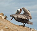 Galapagos Pelican Royalty Free Stock Photo