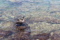 Galapagos Pelican sitting on a rock Royalty Free Stock Photo