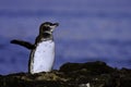 Galapagos Penguin