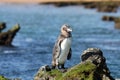 Galapagos penguin