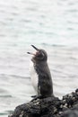 Galapagos Penguin