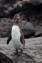 Galapagos penguin