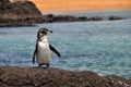 Galapagos Penguin Royalty Free Stock Photo