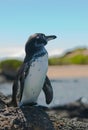 Galapagos penguin, galapagos islands