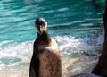 Galapagos Penguin (Spheniscus mendiculus) Outdoors Royalty Free Stock Photo