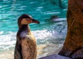 Galapagos Penguin (Spheniscus mendiculus) Outdoors Royalty Free Stock Photo