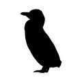 Galapagos Penguin Spheniscus Mendiculus Silhouette Found In Northern Hemisphere Royalty Free Stock Photo