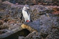 Galapagos Penguin standing on top of the lava tube on Bartolome