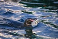 Galapagos Penguin swimming near Bartolome island, Galapagos National Park, Ecuador Royalty Free Stock Photo