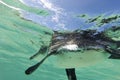 Galapagos penguin swimming underwater. Galagapos, Ecuador Royalty Free Stock Photo