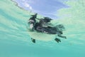 Galapagos penguin swimming underwater. Galagapos, Ecuador Royalty Free Stock Photo