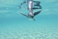 Galapagos penguin swimming underwater. Galagapos, Ecuador