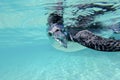 Galapagos penguin swimming underwater. Galagapos, Ecuador Royalty Free Stock Photo