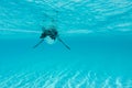 Galapagos penguin swimming underwater. Galagapos, Ecuador Royalty Free Stock Photo