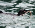 Galapagos penguin with tiger snake eel