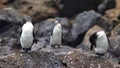 Galapagos penguins in the Galapagos Islands