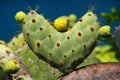 Galapagos prickly pear in heart shape on Rabida Island, Galapagos National Park, Ecuador