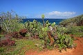 Galapagos prickly pear on Rabida Island in Galapagos National Pa