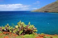 Galapagos prickly pear on Rabida Island in Galapagos National Pa Royalty Free Stock Photo