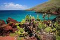 Galapagos prickly pear on Rabida Island in Galapagos National Pa