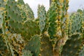 Galapagos prickly pear on Rabida Island in Galapagos National Park