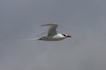 Galapagos red-billed tropic bird in flight