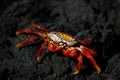 Galapagos Red Crab Royalty Free Stock Photo