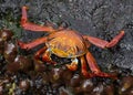 Galapagos red crab Royalty Free Stock Photo