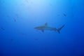 Galapagos or requiem shark view from the side Royalty Free Stock Photo