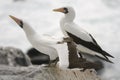 Galapagos Sea Birds