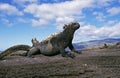 Galapagos Sea Iguana, amblyrhynchus cristatus, Adult standing on Rocks, Galapagos Islands Royalty Free Stock Photo