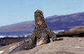 GALAPAGOS SEA IGUANA amblyrhynchus cristatus, ADULT WARMING HIMSELF IN THE SUN, GALAPAGOS ISLANDS Royalty Free Stock Photo