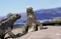 Galapagos Sea Iguana, amblyrhynchus cristatus, Adults standing on Rocks Royalty Free Stock Photo