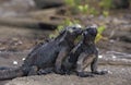 Galapagos Sea Iguana, amblyrhynchus cristatus, Adults standing on Rocks Royalty Free Stock Photo
