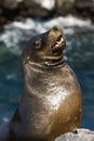 Galapagos Sea Lion