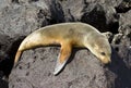 Galapagos sea lion Royalty Free Stock Photo