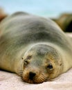 Galapagos Sea-lion Royalty Free Stock Photo