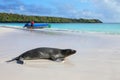 Galapagos sea lion on the beach at Gardner Bay, Espanola Island, Galapagos National park, Ecuador.