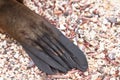 Galapagos sea lion close up, paw