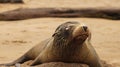 A Galapagos Sea Lion with eye infection.