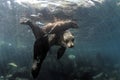 Galapagos sea lion family underwater Royalty Free Stock Photo