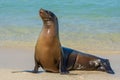 Galapagos sea lion at Mann beach, San Cristobal island Ecuador